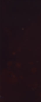 PMC/P.M.I. passport #9